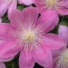 Irene Clematis Plant - 2.5" Pot - Creamy Rose Pink Flowers - Long Lasting Blooms