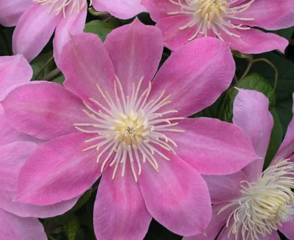 Irene Clematis Plant - 2.5" Pot - Creamy Rose Pink Flowers - Long Lasting Blooms