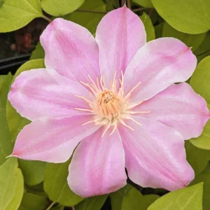 Irene Clematis Plant - 2.5" Pot - Creamy Rose Pink Flowers - Long Lasting Blooms