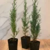 Italian Cypress 3-Pack Evergreen Tree Rosepot Size Live Plants