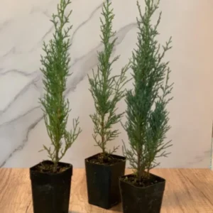 Italian Cypress 3-Pack Evergreen Tree Rosepot Size Live Plants