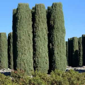 Italian Cypress Plant - Live Evergreen Tree - Perfect for Privacy Screening