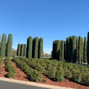 Italian Cypress Plant - Live Evergreen Tree - Perfect for Privacy Screening