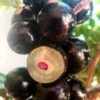 Jabuticaba Fruit Tree Plant - 6" Pot - Trunk Fruiting Tree
