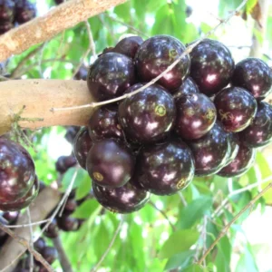 Jabuticaba Fruit Tree Plant - 6" Pot - Trunk Fruiting Tree