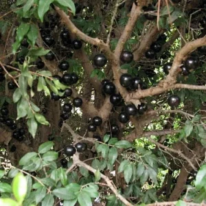Jabuticaba Fruit Tree Plant - 6