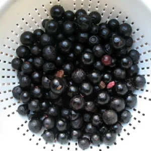 Jabuticaba Fruit Tree Plant - 6