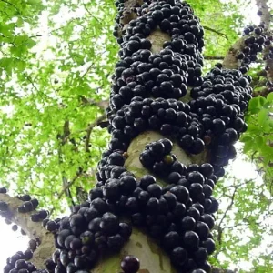 Jabuticaba Fruit Tree Plant - 6
