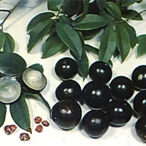 Jabuticaba Fruit Tree Plant - 6