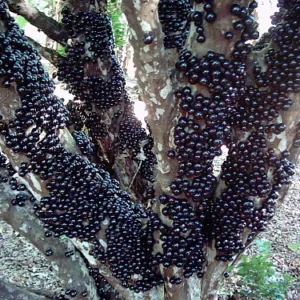 Jabuticaba Fruit Tree Plant - 6