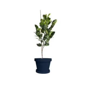 Jakfruit Tree - Jack Fruit Plant - 1 Foot Tall - 6