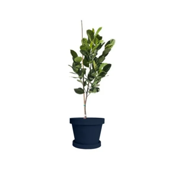 Jakfruit Tree - Jack Fruit Plant - 1 Foot Tall - 6" Pot