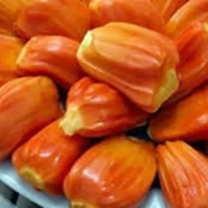 Jakfruit Tree - Jack Fruit Plant - 1 Foot Tall - 6