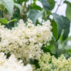 Japanese Lilac Tree - Syringa Pekinensis - Flowering Tree - 12 to 14" Size - Creamy White Flowers