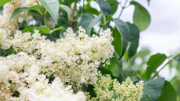 Japanese Lilac Tree - Syringa Pekinensis - Flowering Tree - 12 to 14" Size - Creamy White Flowers