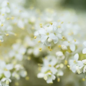 Japanese Lilac Tree - Syringa Pekinensis - Flowering Tree - 12 to 14" Size - Creamy White Flowers