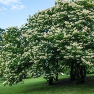 Japanese Lilac Tree - Syringa Pekinensis - Flowering Tree - 12 to 14