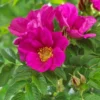 Japanese Rugosa Rose Plant - Dark Pink Flowers - Full Sun - Rose Hedge