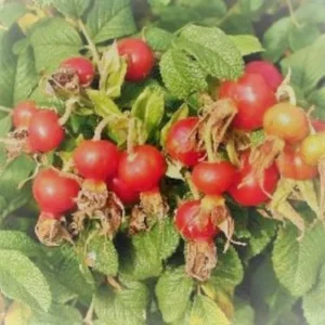 Japanese Rugosa Rose Plant - Dark Pink Flowers - Full Sun - Rose Hedge