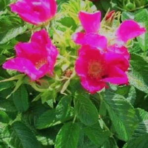 Japanese Rugosa Rose Plant - Dark Pink Flowers - Full Sun - Rose Hedge