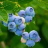 Jewel Blueberry Plant Live for Planting - 4 to 6 Inch Tall - Grow Your Own Blueberries