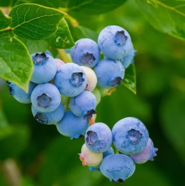 Jewel Blueberry Plant Live for Planting - 4 to 6 Inch Tall - Grow Your Own Blueberries