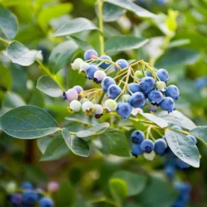 Jewel Blueberry Plant Live for Planting - 4 to 6 Inch Tall - Grow Your Own Blueberries