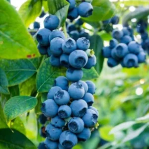 Jewel Blueberry Plant Live for Planting - 4 to 6 Inch Tall - Grow Your Own Blueberries