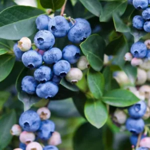 Jewel Blueberry Plant Live for Planting - 4 to 6 Inch Tall - Grow Your Own Blueberries