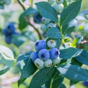 Jewel Blueberry Plant Live for Planting - 4 to 6 Inch Tall - Grow Your Own Blueberries