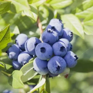 Jewel Blueberry Plant Live for Planting - 4 to 6 Inch Tall - Grow Your Own Blueberries