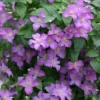 Jolly Good Clematis - 4 Inch Pot - Purple Flowering Vine - Summer Blooms