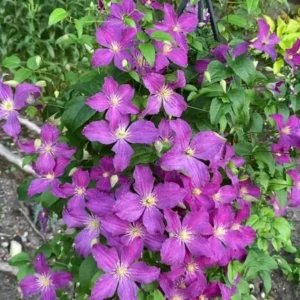 Jolly Good Clematis - 4 Inch Pot - Purple Flowering Vine - Summer Blooms