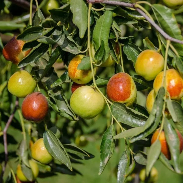 Jujube Honey Jar Tree - Grafted Chinese Date Plant - 1-2 ft Tall - 6" Pot