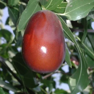 Jujube Lang Tree 1-2 Ft Grafted Fruit Tree 6" Pot