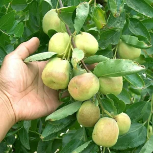 Jujube Li Tree - Grafted Fruit Tree - 2 to 3 Feet Tall - Easy to Grow