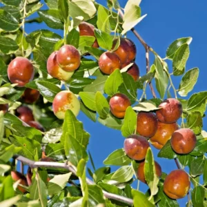 Jujube Li Tree - Grafted Fruit Tree - 2 to 3 Feet Tall - Easy to Grow
