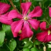Julia Correvon Clematis Pink Flower - 2.5" Pot - Climbing Vine