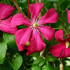 Julia Correvon Clematis Pink Flower - 2.5