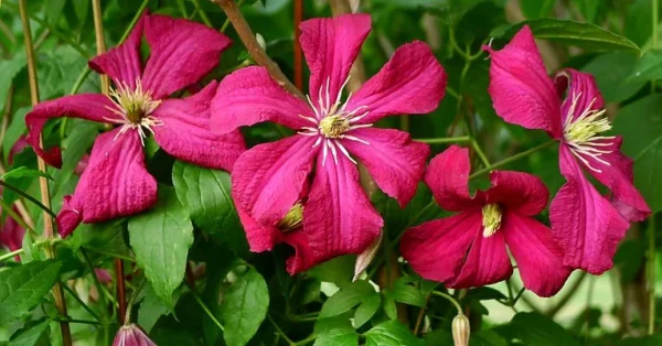 Julia Correvon Clematis Pink Flower - 2.5" Pot - Climbing Vine