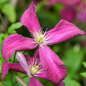 Julia Correvon Clematis Pink Flower - 2.5" Pot - Climbing Vine