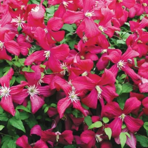 Julia Correvon Clematis Pink Flower - 2.5