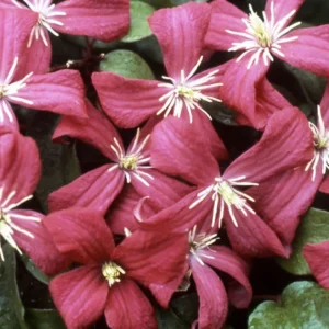 Julia Correvon Clematis Pink Flower - 2.5