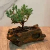 Juniper Bonsai Starter - 2 to 3 Yr Dwarf Pine in Brown Ceramic Wood Style Pot