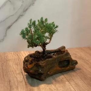 Juniper Bonsai Starter - 2 to 3 Yr Dwarf Pine in Brown Ceramic Wood Style Pot
