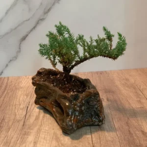 Juniper Bonsai Starter - 2 to 3 Yr Dwarf Pine in Brown Ceramic Wood Style Pot