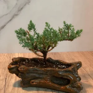 Juniper Bonsai Starter - 2 to 3 Yr Dwarf Pine in Brown Ceramic Wood Style Pot