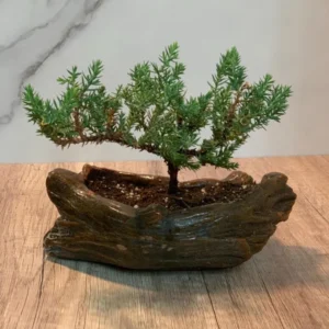 Juniper Bonsai Starter - 2 to 3 Yr Dwarf Pine in Brown Ceramic Wood Style Pot