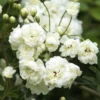 Lady Banks Climbing Rose - White Flower Plant - 2 ft - 6 inch Pot