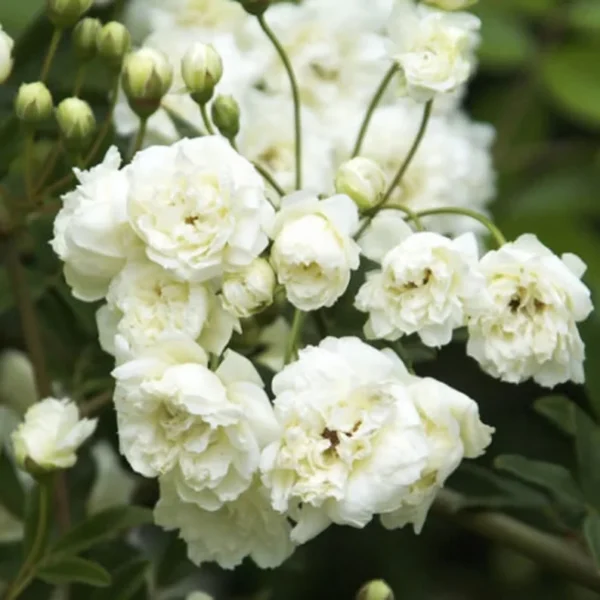 Lady Banks Climbing Rose - White Flower Plant - 2 ft - 6 inch Pot